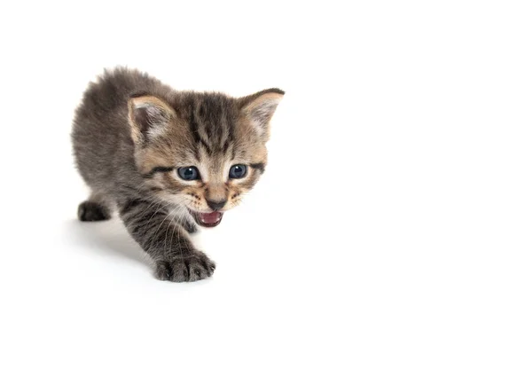 Lindo Bebé Tabby Gatito Aislado Blanco Fondo Llorando —  Fotos de Stock