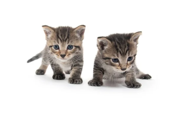 Dos Lindos Gatitos Tabby Bebé Aislados Sobre Fondo Blanco — Foto de Stock