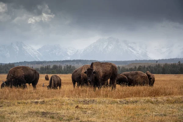 Troupeau Bisons Broutant Dans Une Prairie Ouverte Pendant Neige Légère — Photo