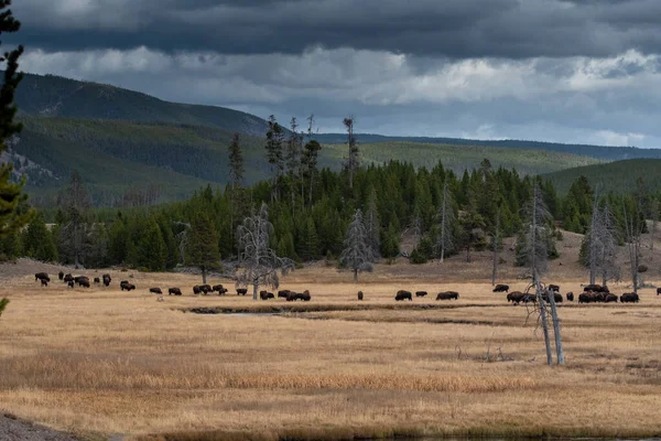 Troupeau Bisons Broutant Dans Une Prairie Ouverte Pendant Neige Légère — Photo