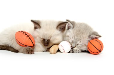 iki sevimli yavru kedi toys ile