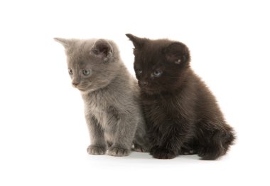 iki sevimli yavru kedi