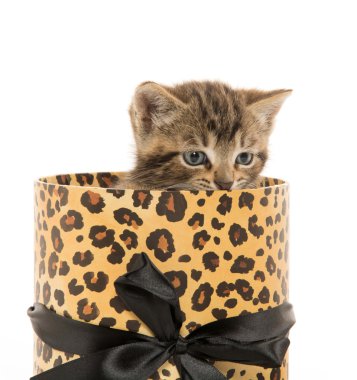 şirin tabby yavru kedi kutusu