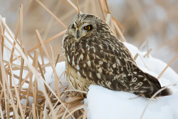 Short Eared Owl — Stock Photo, Image