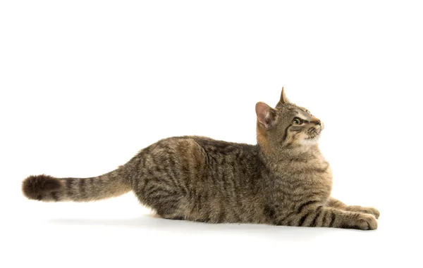 귀여운 타비 고양이 — 스톡 사진