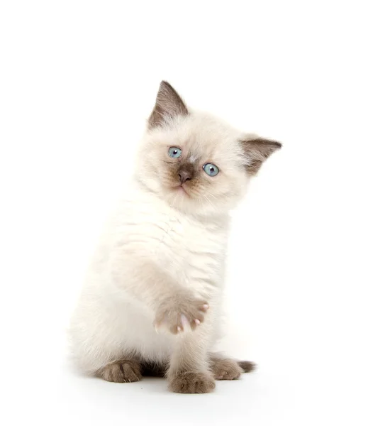 Carino gattino giocare su bianco — Foto Stock