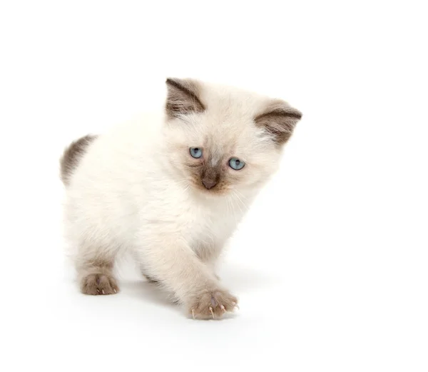 Chaton mignon jouant sur blanc — Photo