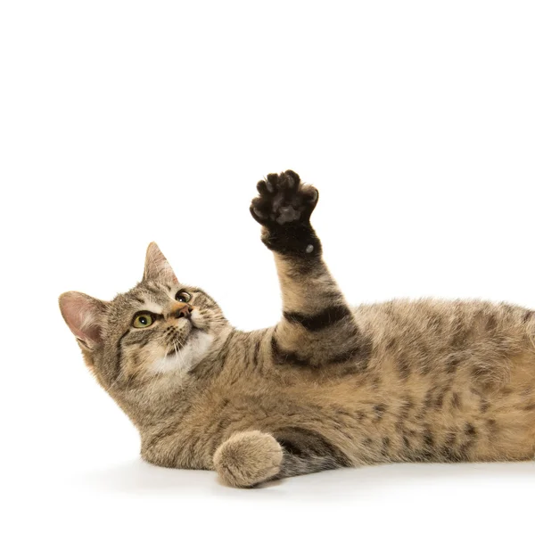 かわいいタビー猫 — ストック写真
