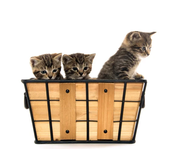 Three tabby kittens — Stock Photo, Image