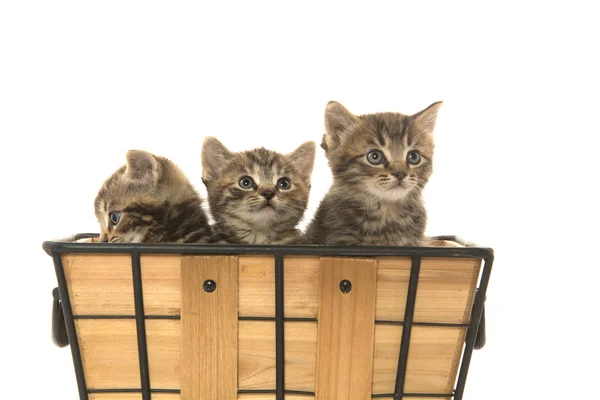 Three tabby kittens — Stock Photo, Image