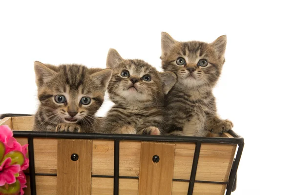 Üç tabby yavru kedi