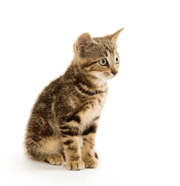 Leuk tabby katje — Stockfoto