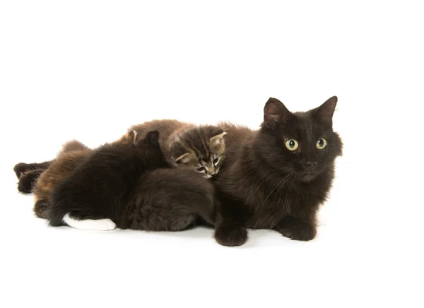 Kara kedi Hemşirelik yavru kedi — Stok fotoğraf