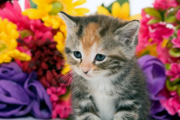 Lindo bebé gatito y flores — Foto de Stock