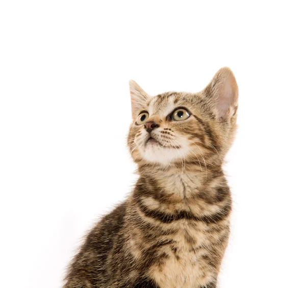 Carino gattino tabby — Foto Stock