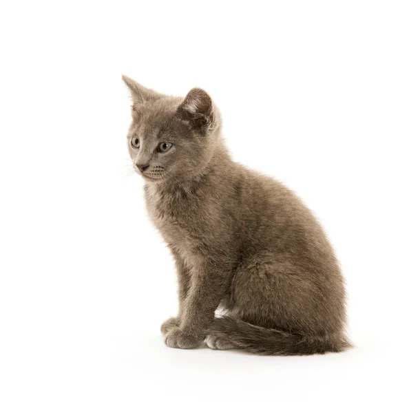 Lindo gatito tabby —  Fotos de Stock
