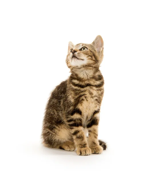 Симпатичный котенок — стоковое фото