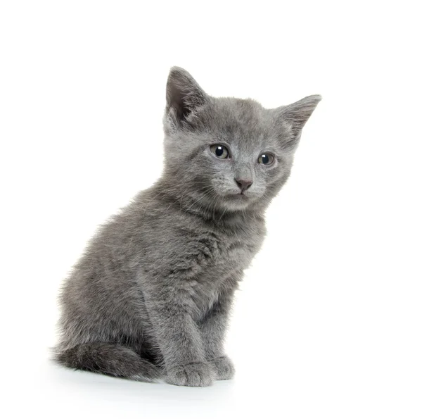 Lindo gatito gris — Foto de Stock