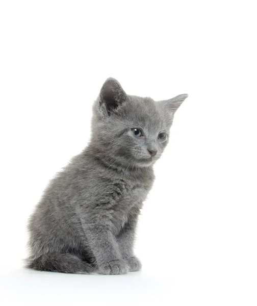 Gatinho cinzento bonito — Fotografia de Stock