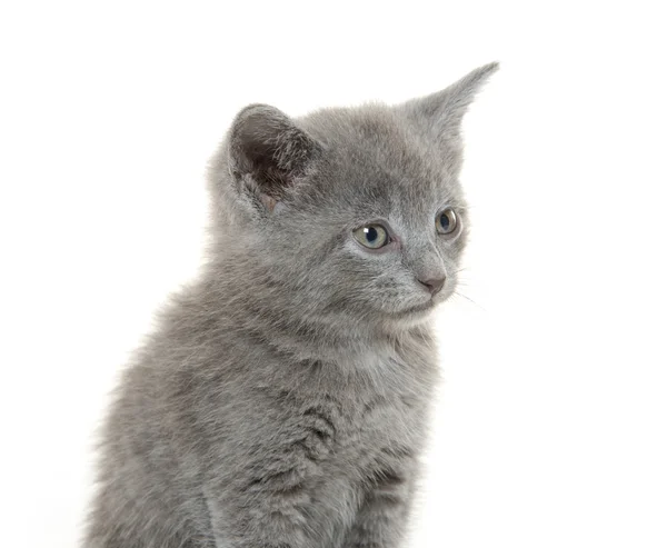 Gatinho cinzento bonito — Fotografia de Stock