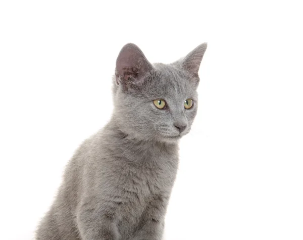 Lindo gatito gris —  Fotos de Stock