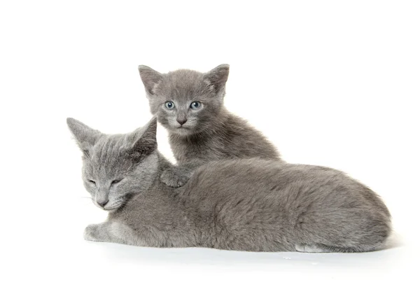 Grijze kat en kitten — Stockfoto