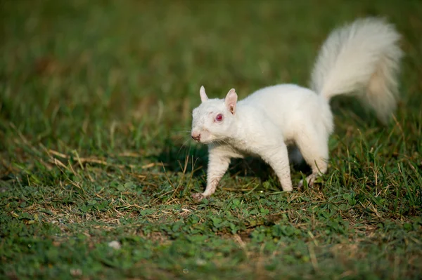 白色松鼠在草丛中 — 图库照片