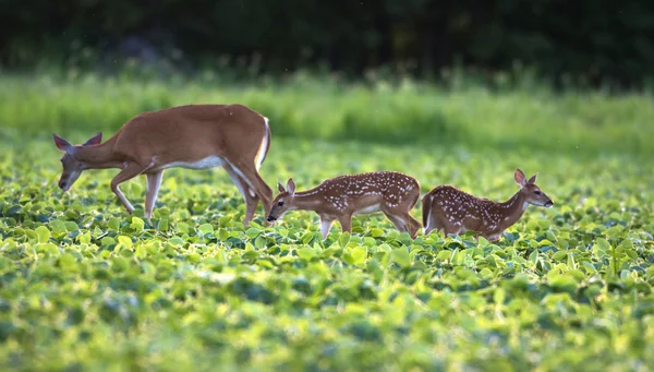 Jelenia whitetailed płowy — Zdjęcie stockowe