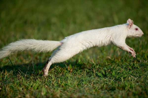 White squirrel in the grass — Stock Photo, Image