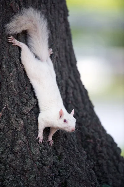 Ardilla blanca en un árbol — Foto de Stock