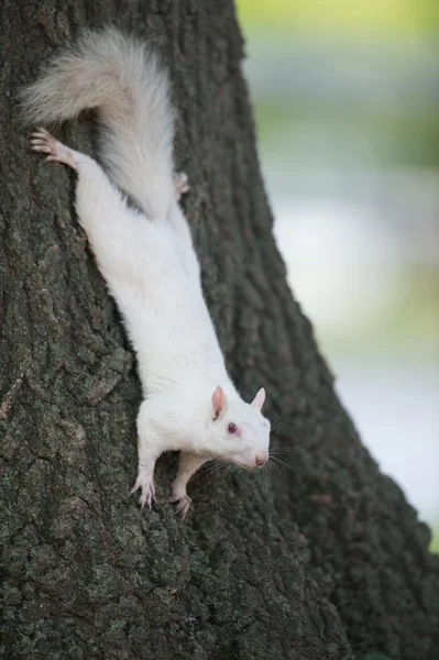 Ardilla blanca en un árbol — Foto de Stock