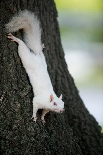 一棵树上的白色松鼠 — 图库照片