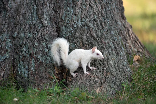 Écureuil blanc sur un arbre — Photo