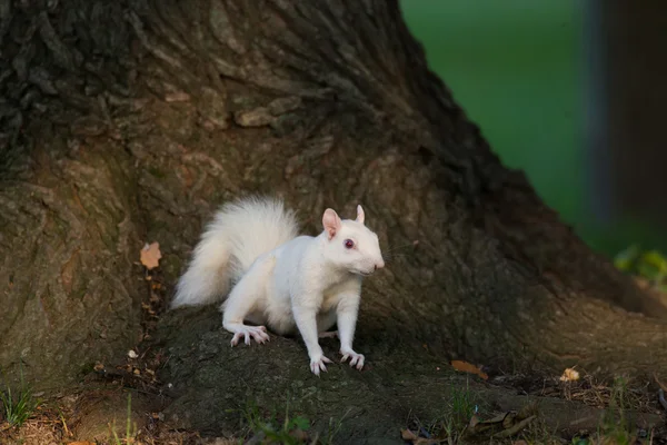 Witte eekhoorn in olney — Stockfoto