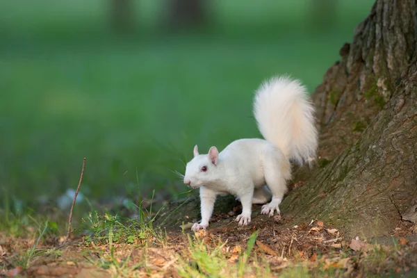 White squirrel in Olney — Stock Photo, Image