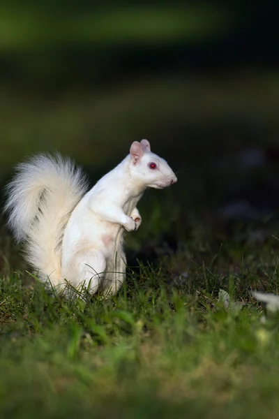 Λευκό σκίουρος σε olney — Φωτογραφία Αρχείου