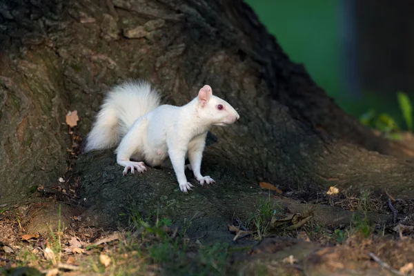 White squirrel in Olney — Stock Photo, Image