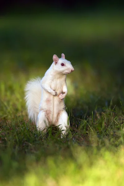 White squirrel in Olney — Stock Photo, Image