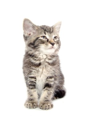 şirin tabby yavru kedi beyaz