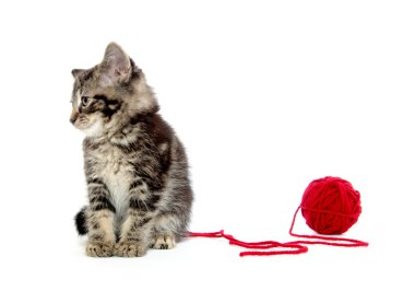 iplik ile Tabby yavru kedi