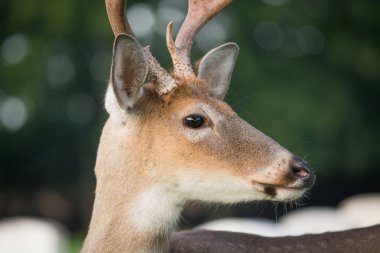 Beyaz kuyruklu Geyik Buck
