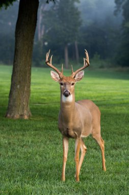 büyük whitetailed geyik buck