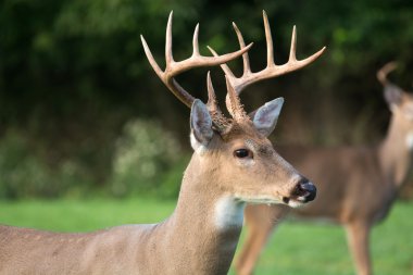 büyük whitetailed geyik buck