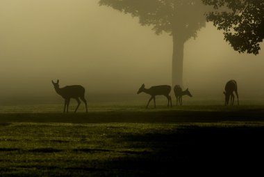 Ak kuyruklu geyik sisli sabahı