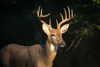 büyük whitetailed geyik buck
