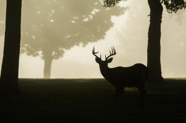 Ak kuyruklu geyik buck sisli sabahı