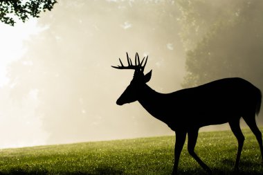Ak kuyruklu geyik buck sisli sabahı