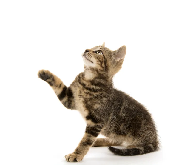 Gatito de tabby en blanco — Foto de Stock