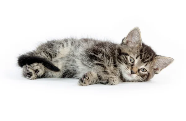 Cute tabby kitten on white — Stock Photo, Image