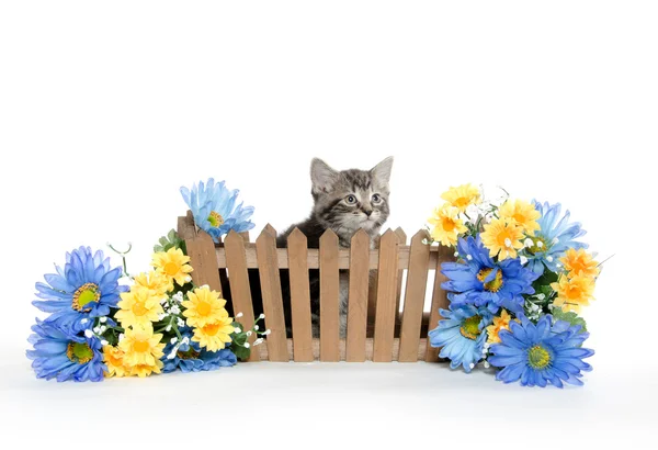 Roztomilý tříbarevné kotě — Stock fotografie